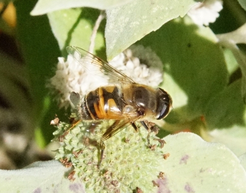 Unknown species found near Massachusetts, US