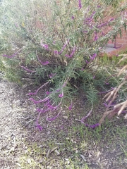 Salvia leucantha