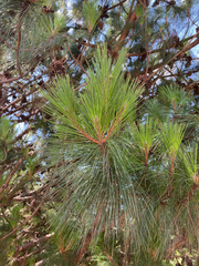 Pinus kesiya image