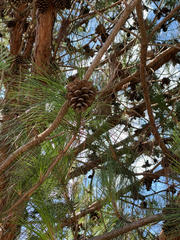 Pinus kesiya image