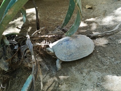 Rhinoclemmys rubida rubida