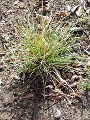 Poaceae