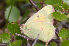 Colias canadensis