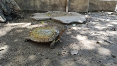 Rhinoclemmys pulcherrima pulcherrima