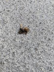 Apis mellifera