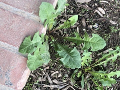 Taraxacum officinale