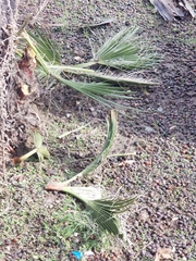Washingtonia robusta