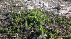 Cruciata taurica