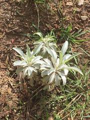 Salvia apiana