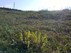 Cruciata taurica