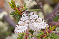 Entephria lynda