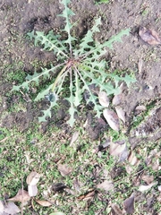 Taraxacum officinale
