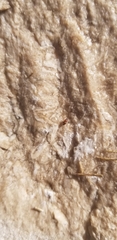 Poecilocrypticus formicophilus