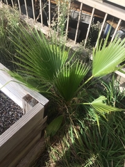Washingtonia robusta