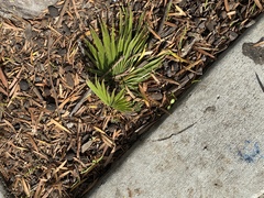 Washingtonia robusta