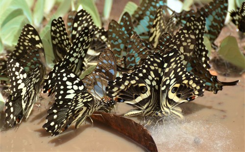 Citrus Swallowtail