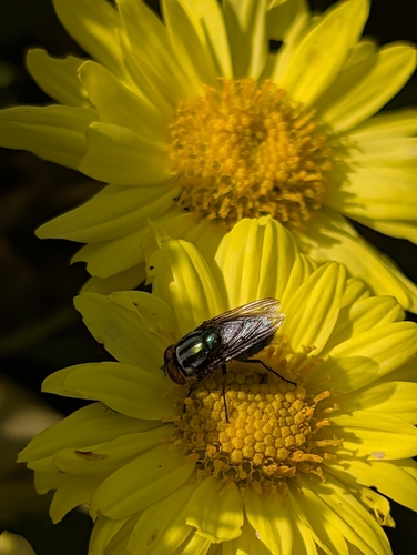 Unknown species found near Manhattan, KS, USA