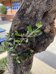 Angiospermae
