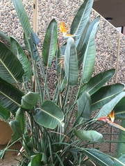 Strelitzia reginae