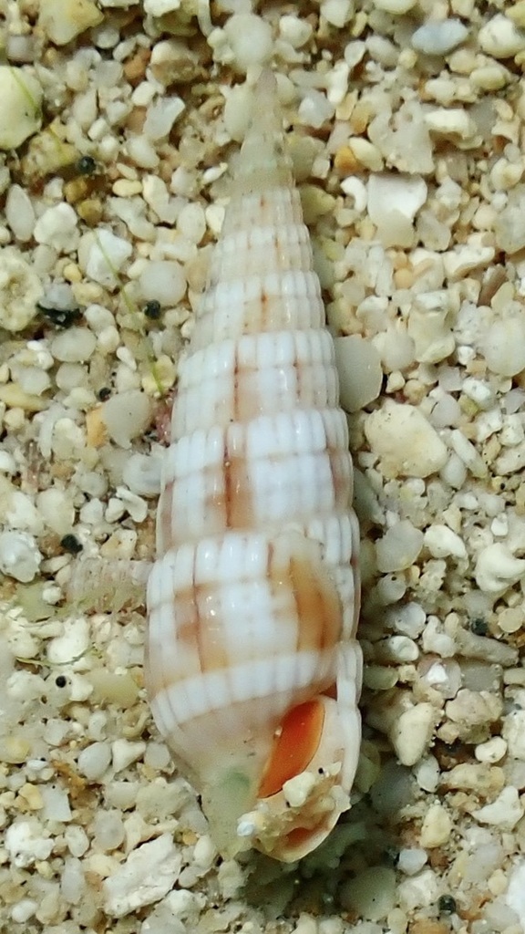Myurella flavofasciata