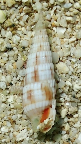 Myurella flavofasciata