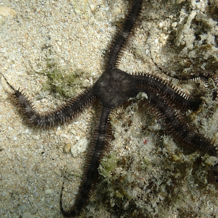 Breviturma dentata