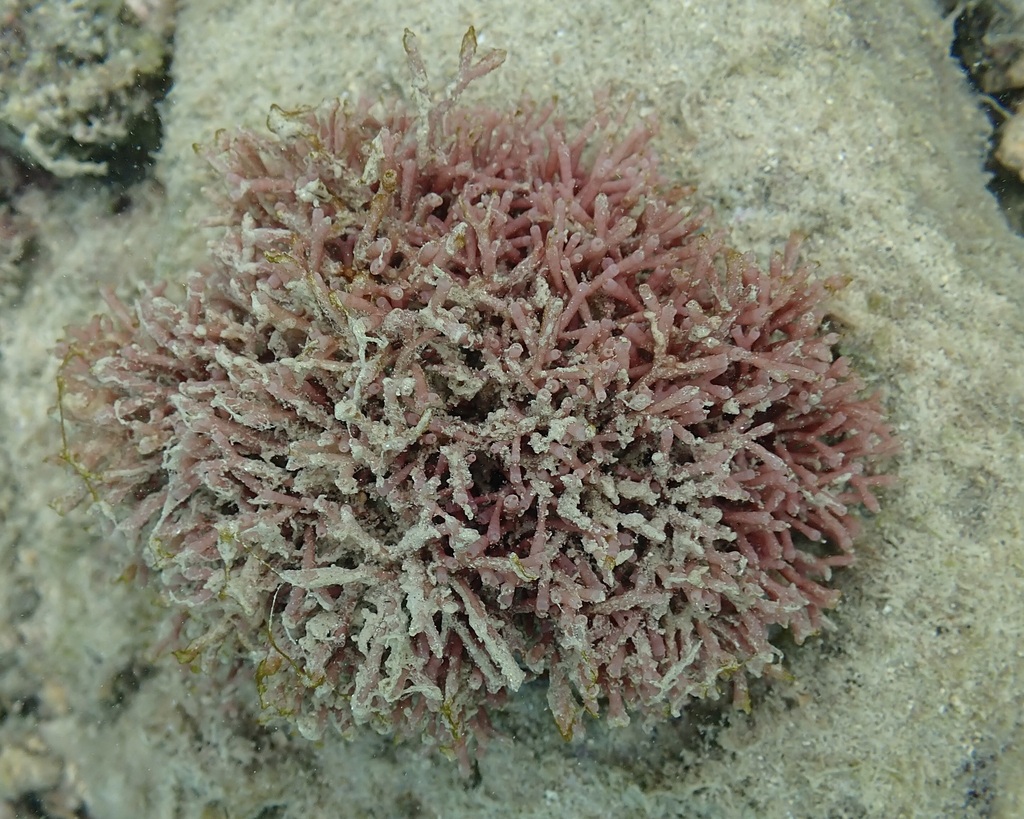 Tricleocarpa cylindrica