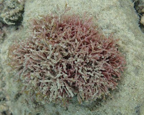 Tricleocarpa cylindrica