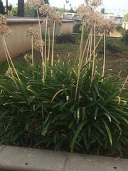Agapanthus