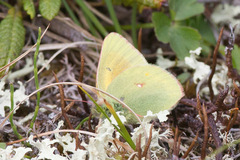 Colias canadensis