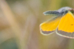 Colias canadensis