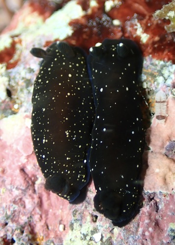 Dendrodoris nigra, 2025-10-07