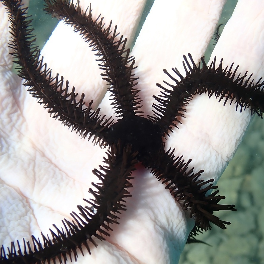 Ophiocoma cynthiae