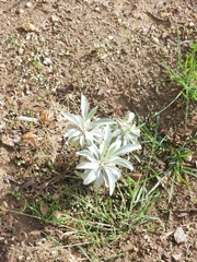 Salvia apiana