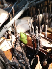 Avicennia bicolor