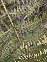 Pteridium aquilinum subsp. capense image