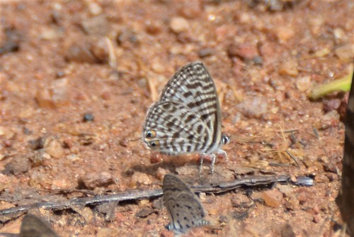 Zebra Blues