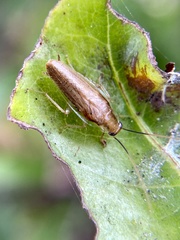 Chorisoneura parishi