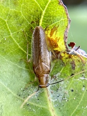 Chorisoneura parishi