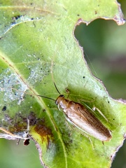 Chorisoneura parishi