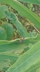 Coccinellidae