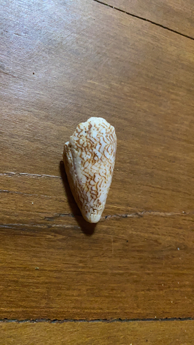 Conus archiepiscopus observed 2025-10-09