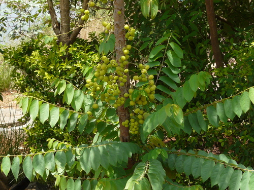 Pamakani mahu