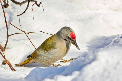 Grey-headed Woodpecker