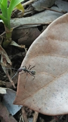 Camponotus singularis