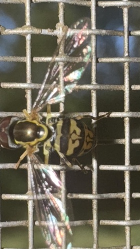 Unknown species found near Alabama, US