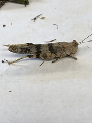 Trimerotropis salina