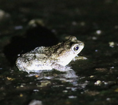 Rhinella beebei