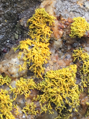 Polycauliona coralloides