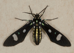 Leucotmemis nexa